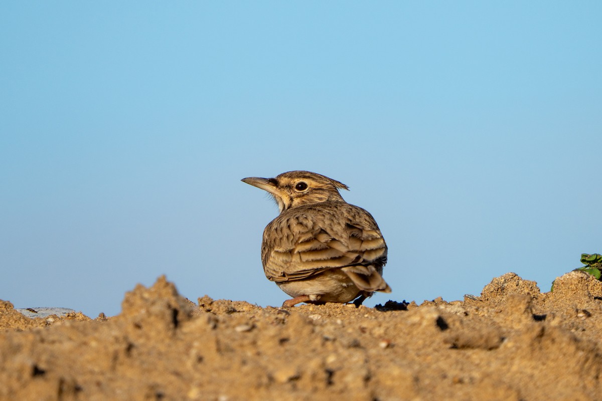 עפרוני מצויץ - ML646656101