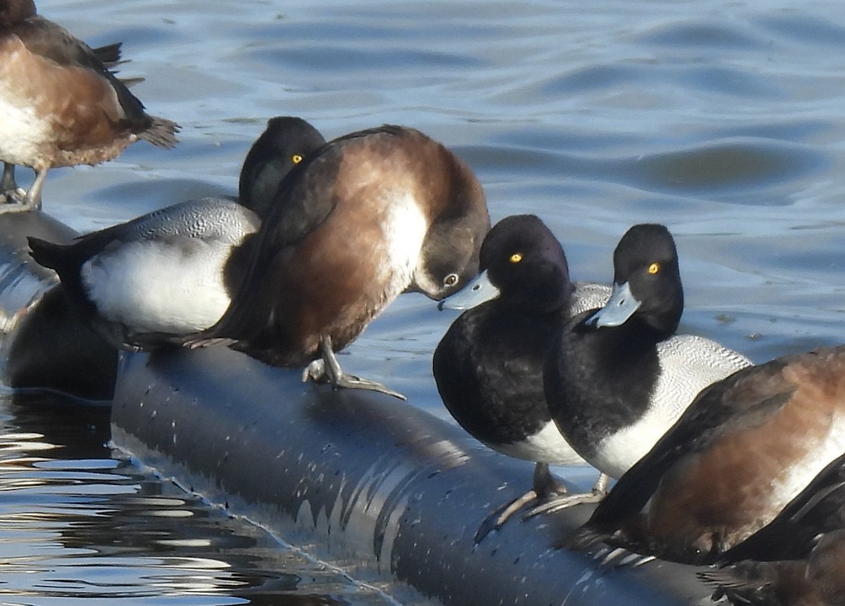 Lesser Scaup - ML646656102