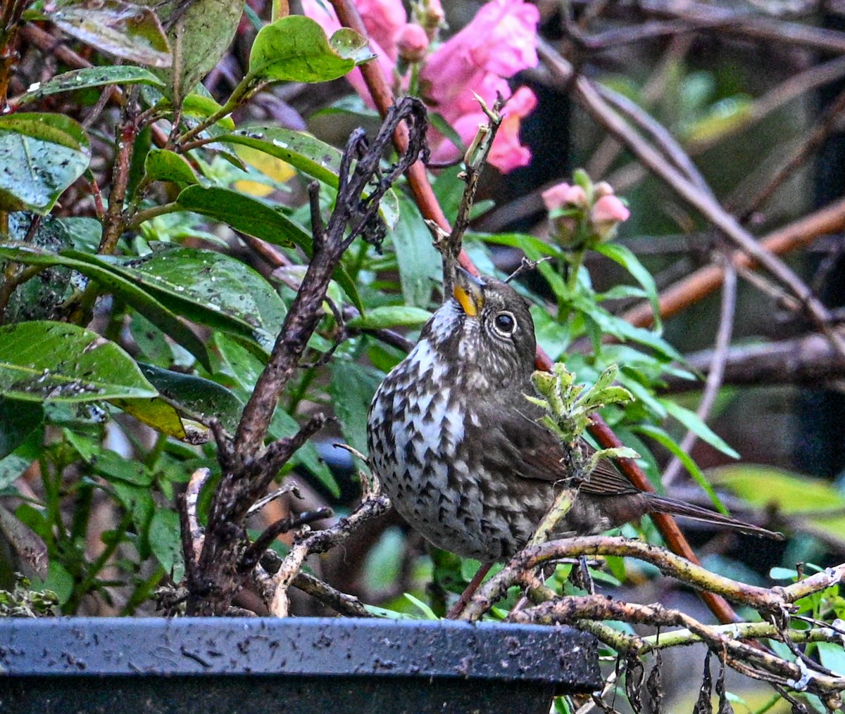 Fox Sparrow - ML646656103