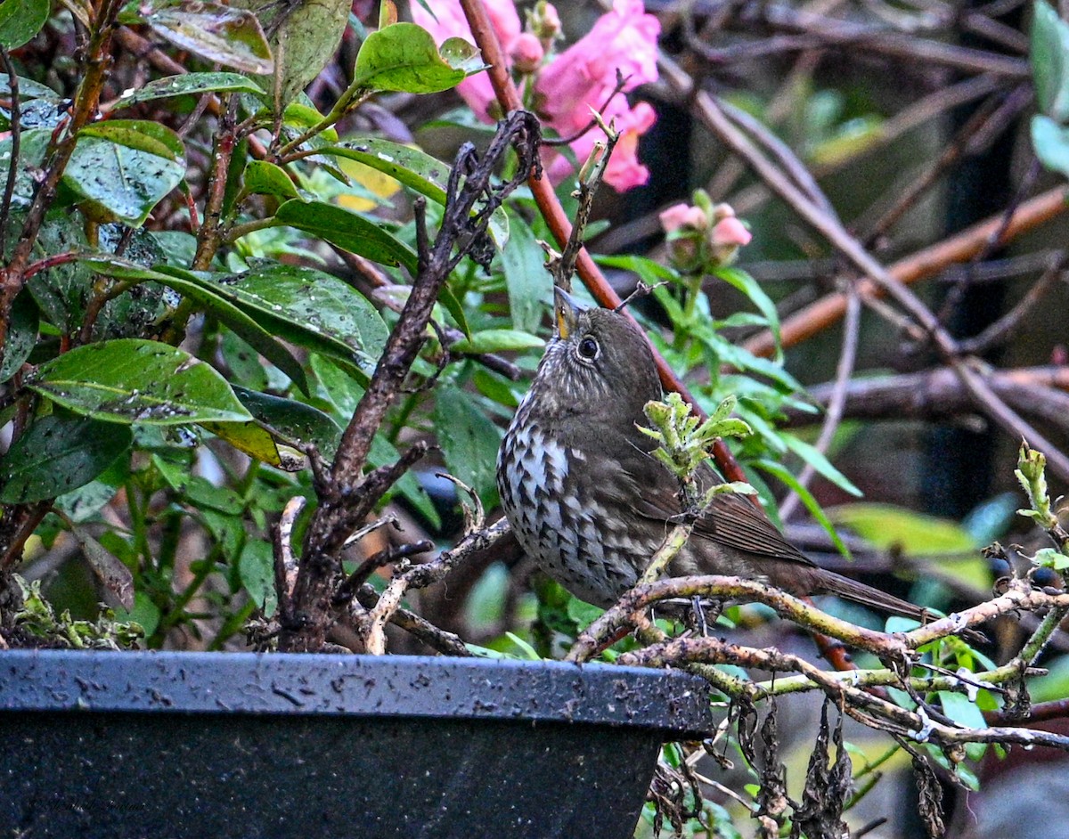 Fox Sparrow - ML646656104