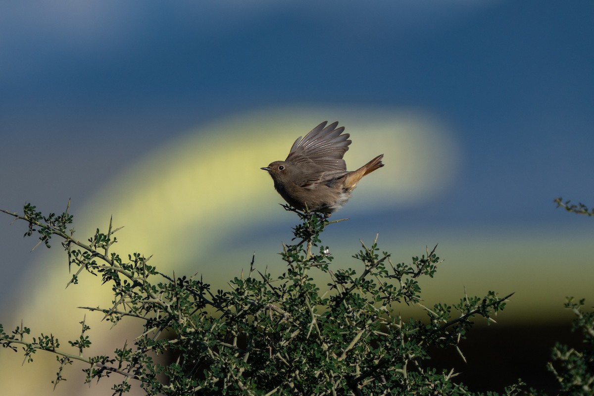 חכלילית סלעים - ML646656108