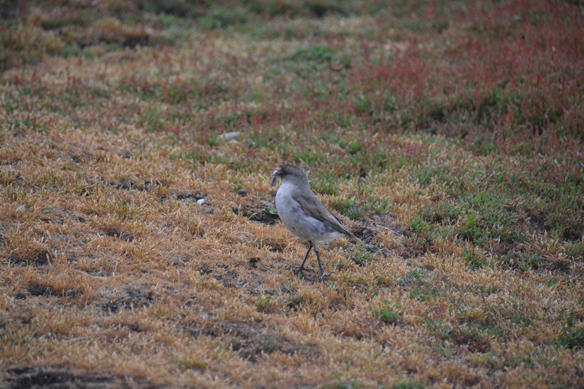 Dark-faced Ground-Tyrant - ML646656109