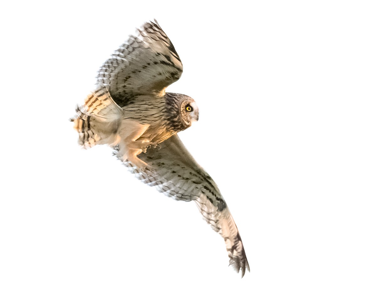 Short-eared Owl - ML646656117