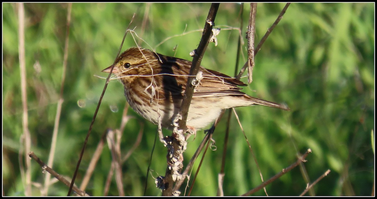 Пасовник савановий - ML646656122