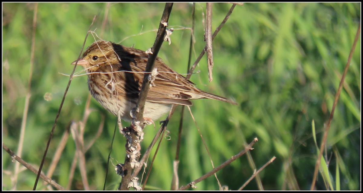 Пасовник савановий - ML646656123
