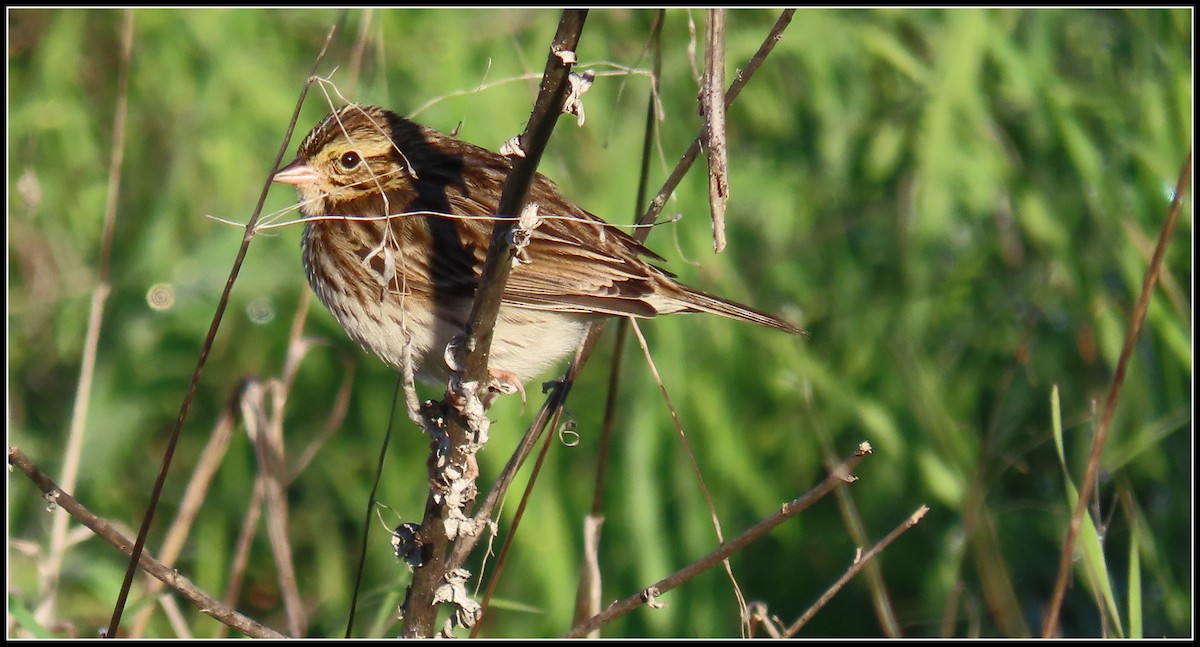 Пасовник савановий - ML646656124