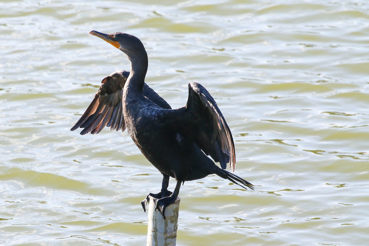 Double-crested Cormorant - ML646656125
