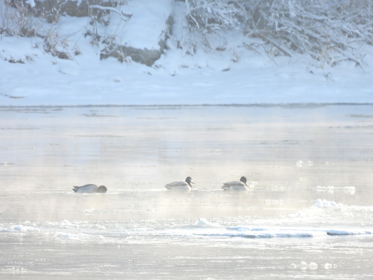 Mallard - ML646656127