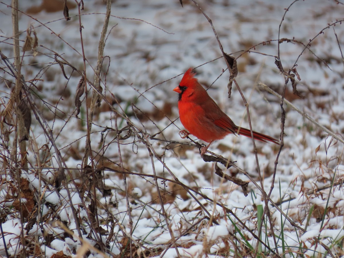 Northern Cardinal - ML646656128