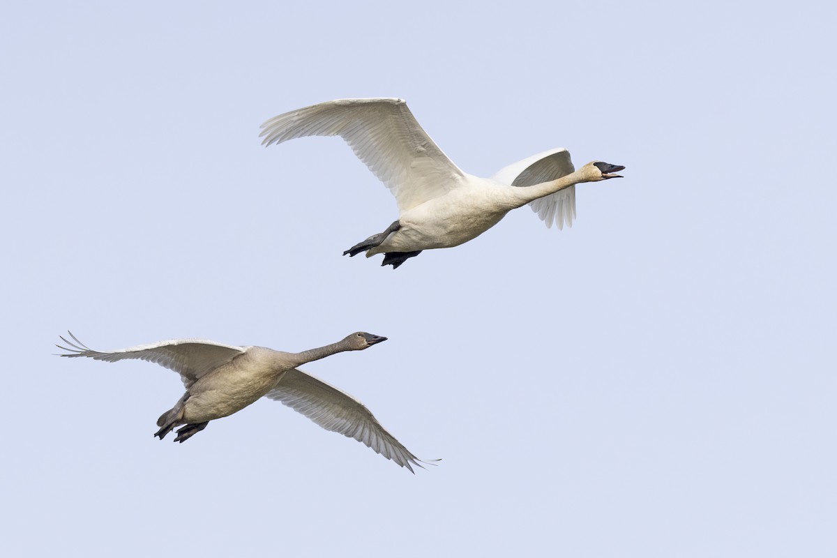 trompetsvane - ML646656130