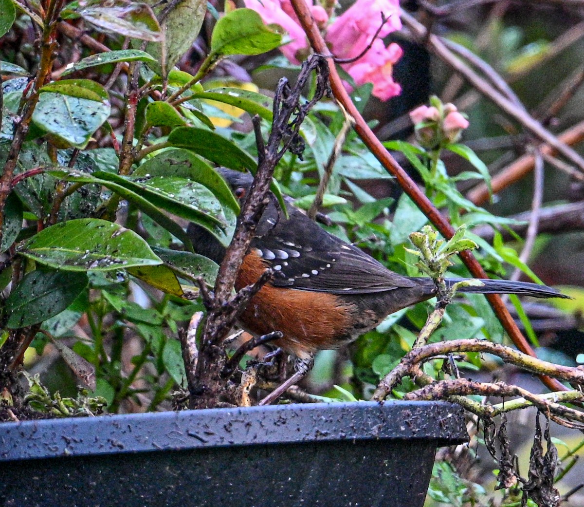 Spotted Towhee - ML646656132