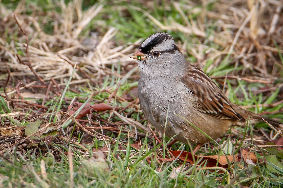 Бруант білобровий - ML646656135
