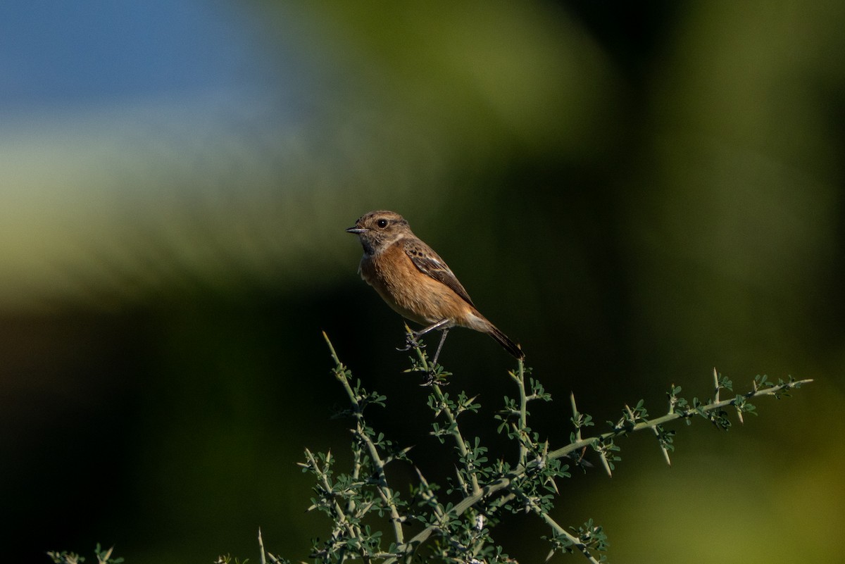 דוחל שחור-גרון - ML646656136