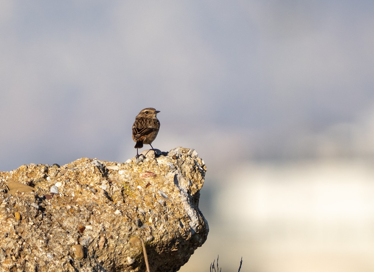דוחל שחור-גרון - ML646656137
