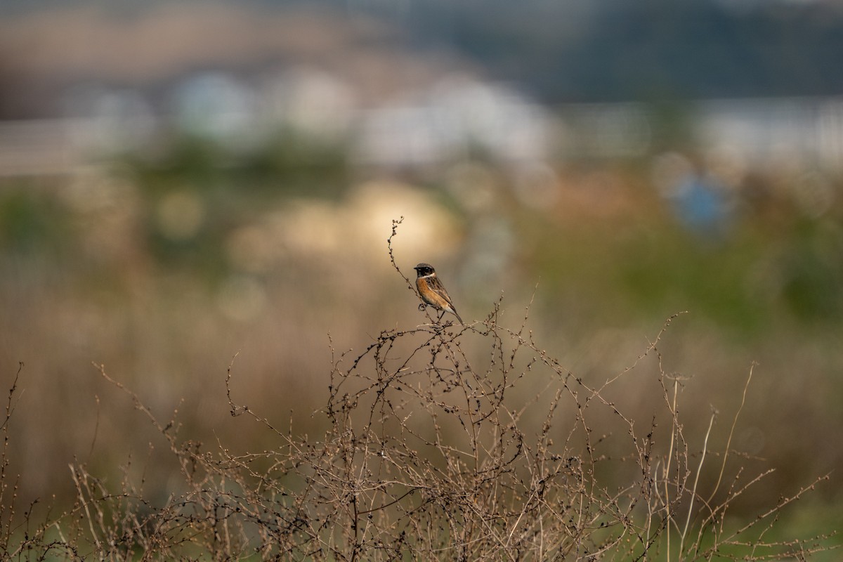 דוחל שחור-גרון - ML646656138