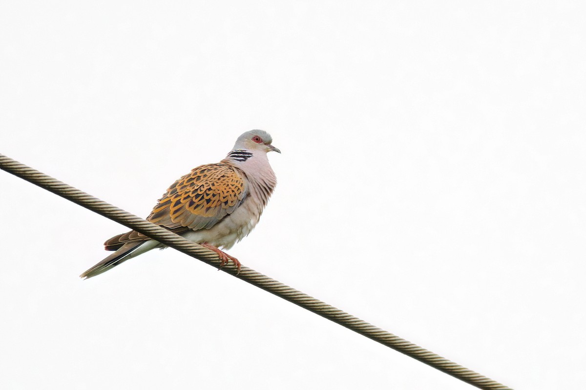 European Turtle-Dove - ML646656140