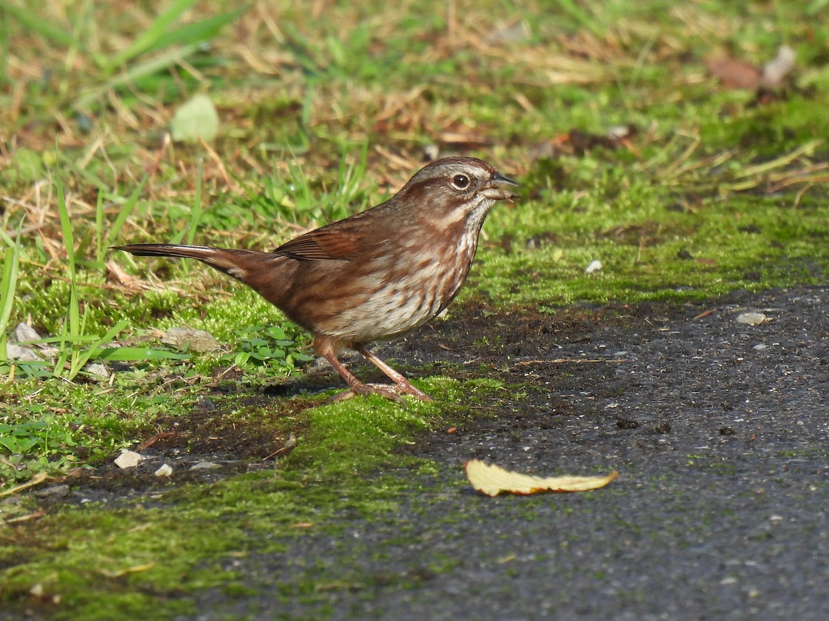 Song Sparrow - ML646656151