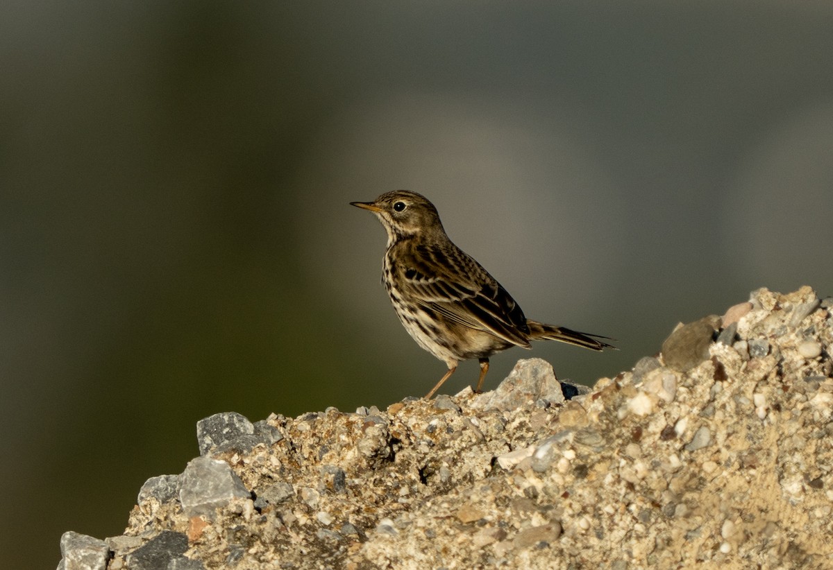 פפיון שדות - ML646656152