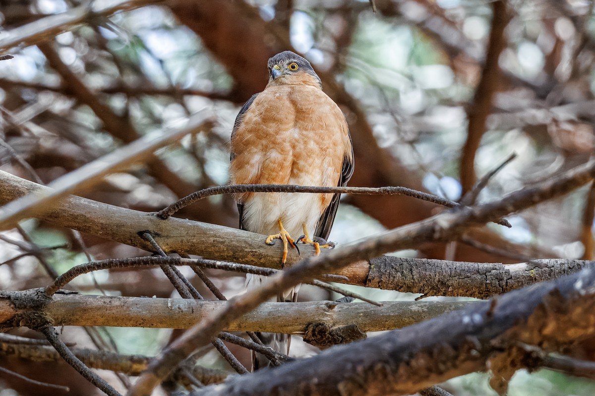 Rufous-breasted Sparrowhawk (Rufous-breasted) - ML646656155
