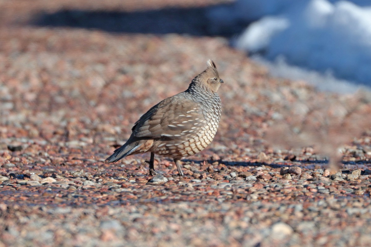 Scaled Quail - ML646656157