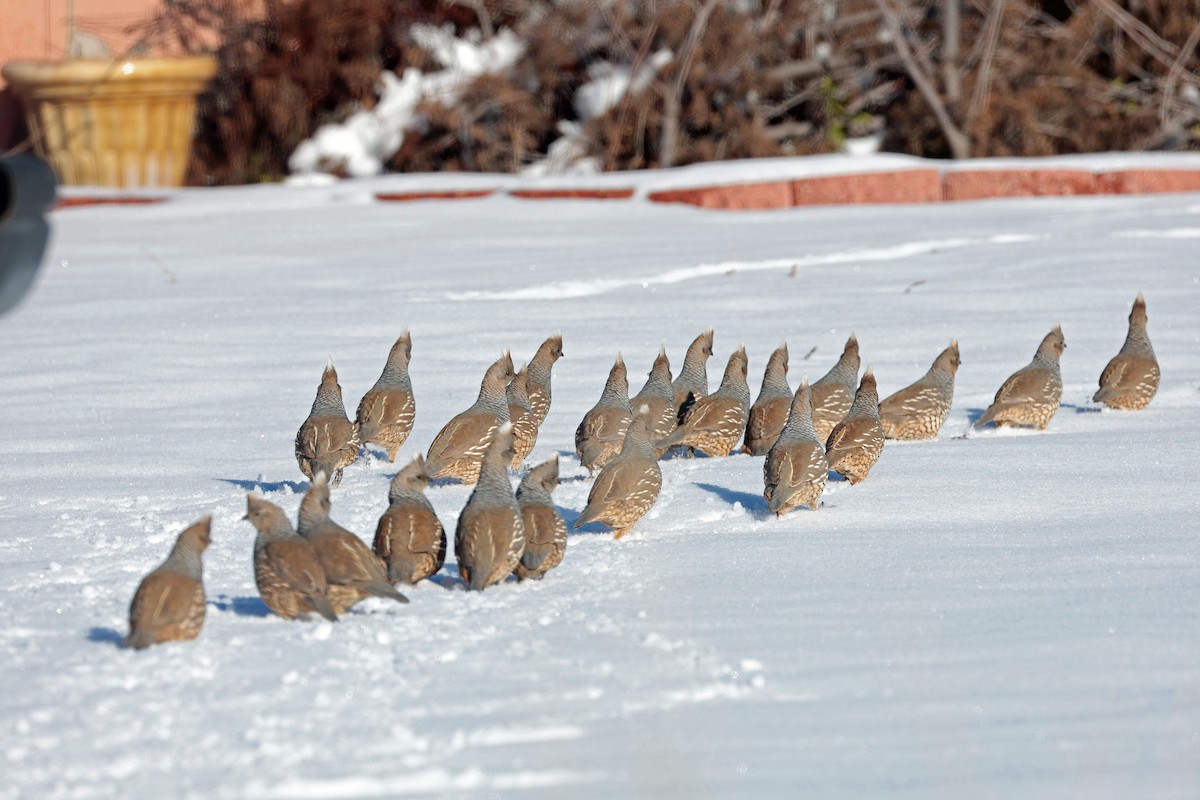 Scaled Quail - ML646656158