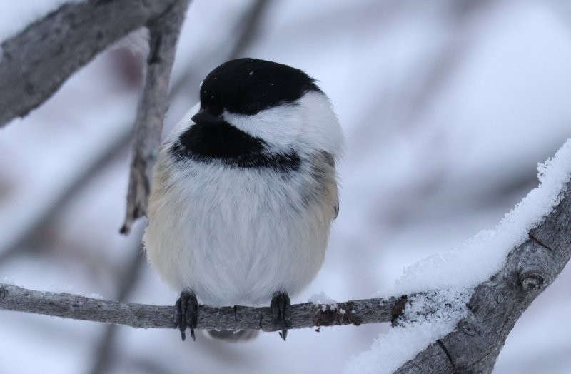Black-capped Chickadee - ML646656159
