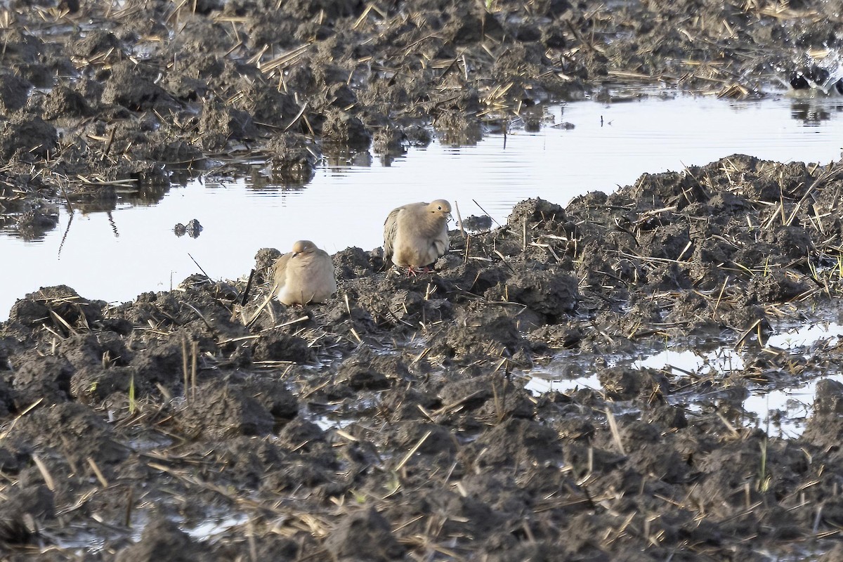 sørgedue - ML646656160