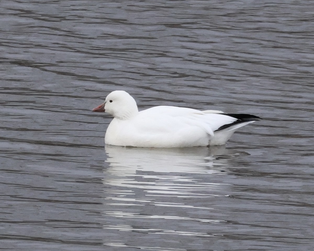 Ánsar de Ross - ML646656162