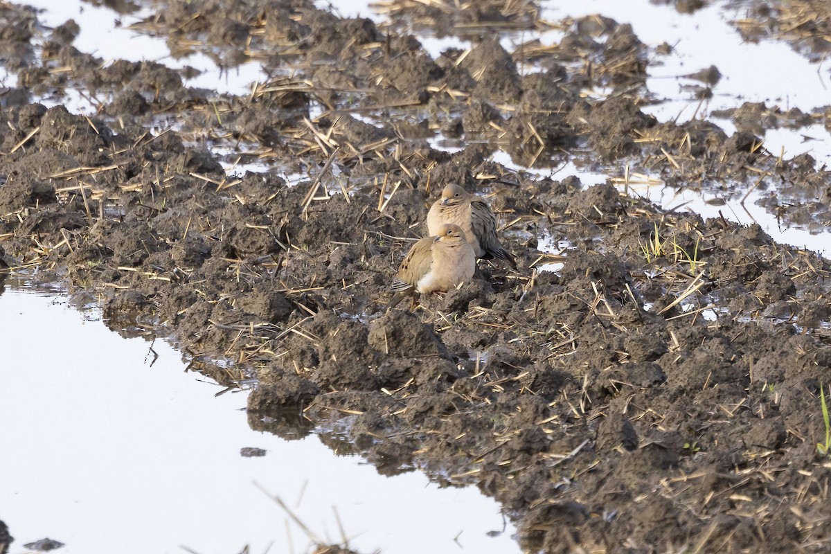 sørgedue - ML646656167