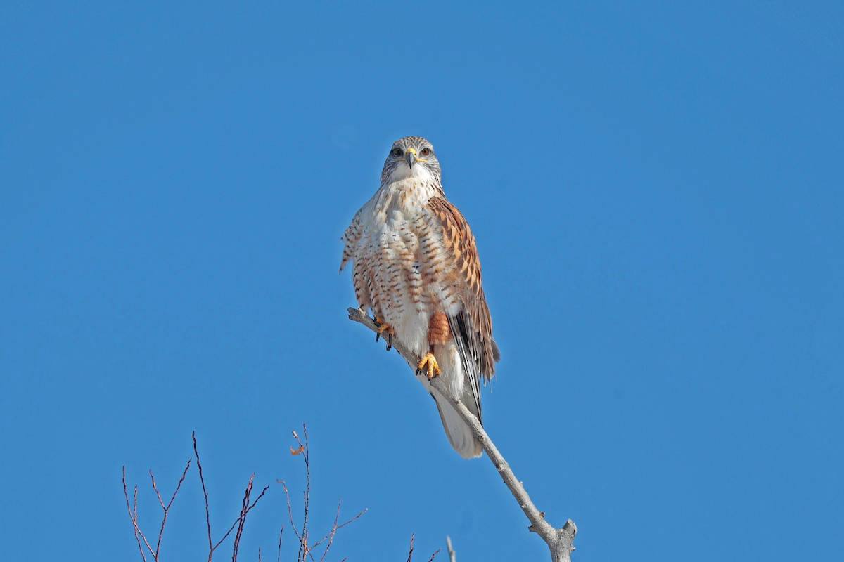 Королевский канюк - ML646656168