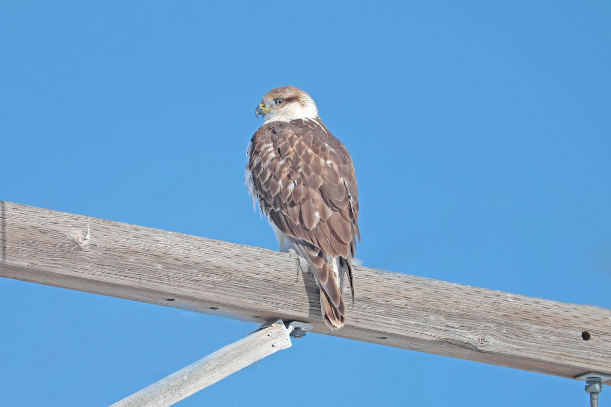 Королевский канюк - ML646656169