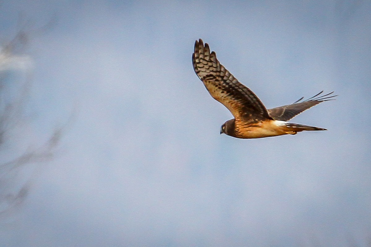 Лунь американський - ML646656176