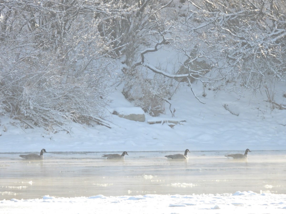 Canada Goose - ML646656177
