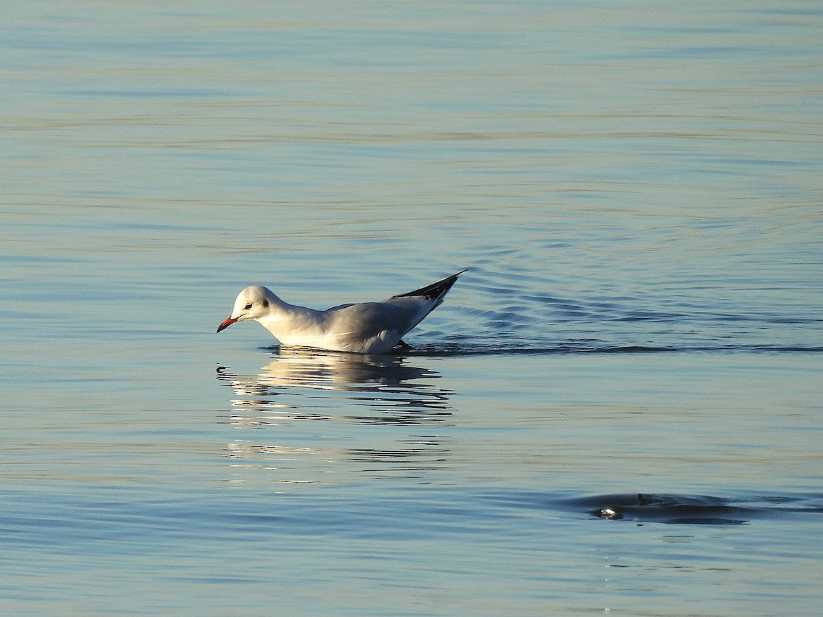 Black-headed Gull - ML646656179