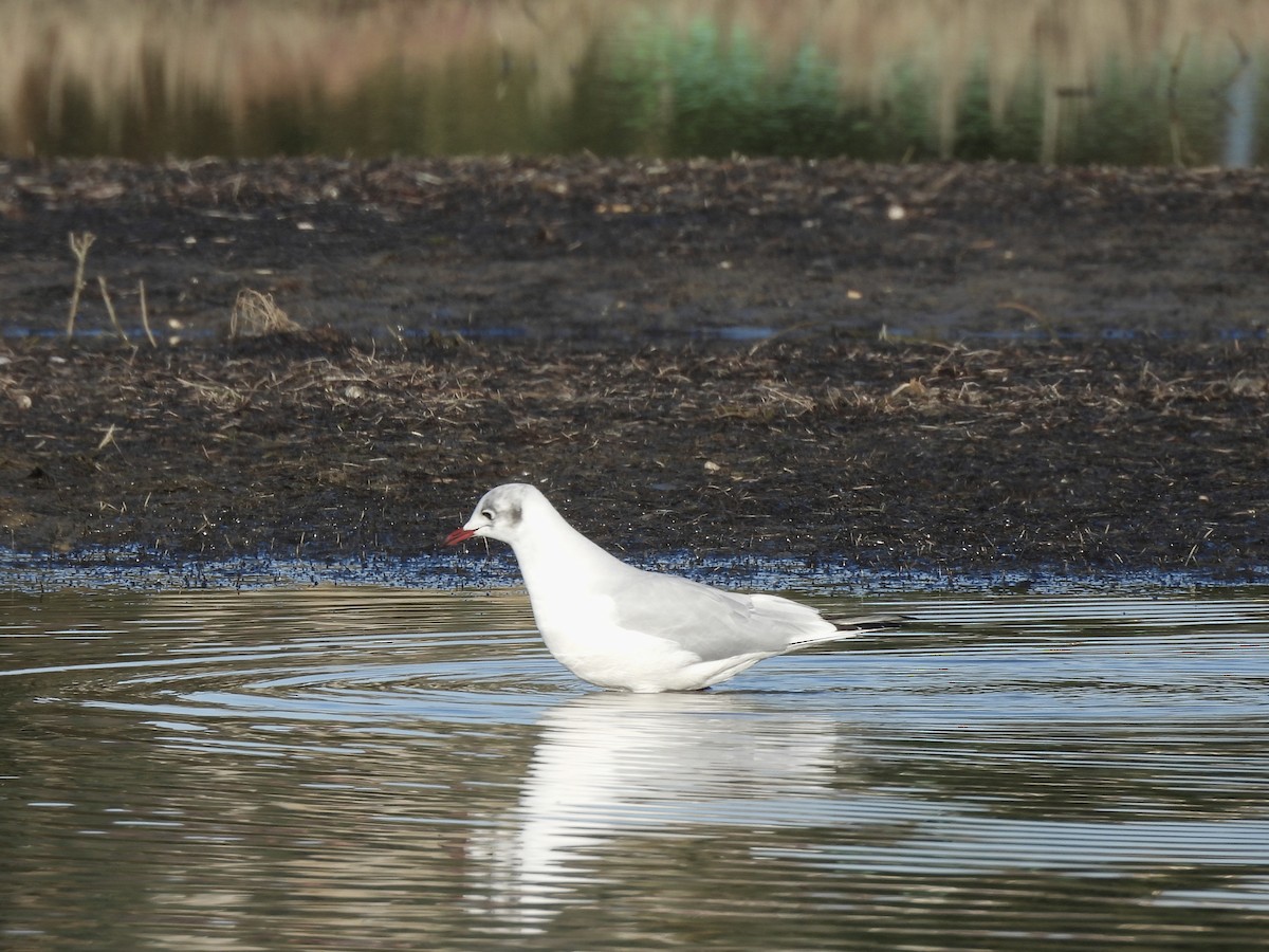 Black-headed Gull - ML646656180