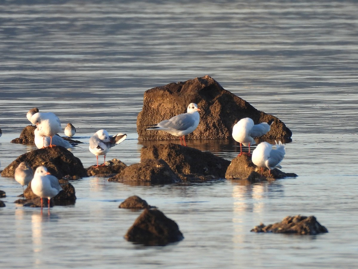 Black-headed Gull - ML646656181