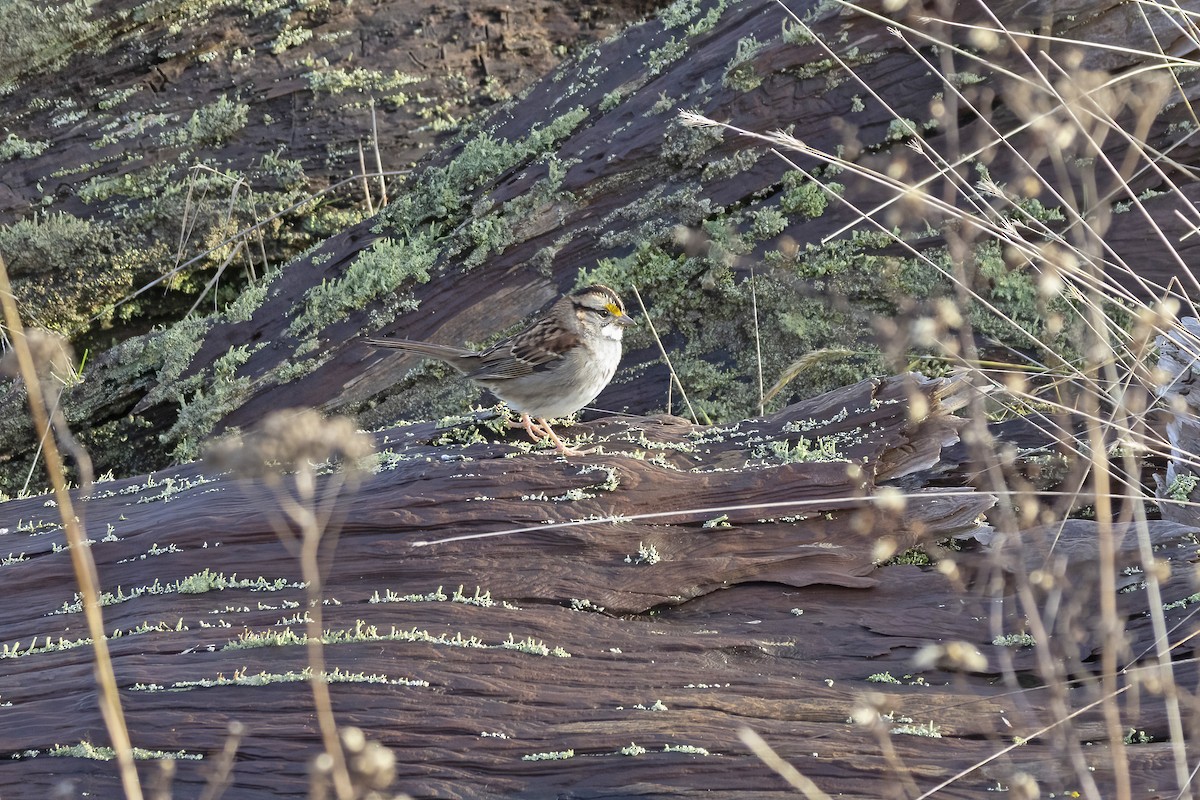 hvitstrupespurv - ML646656185