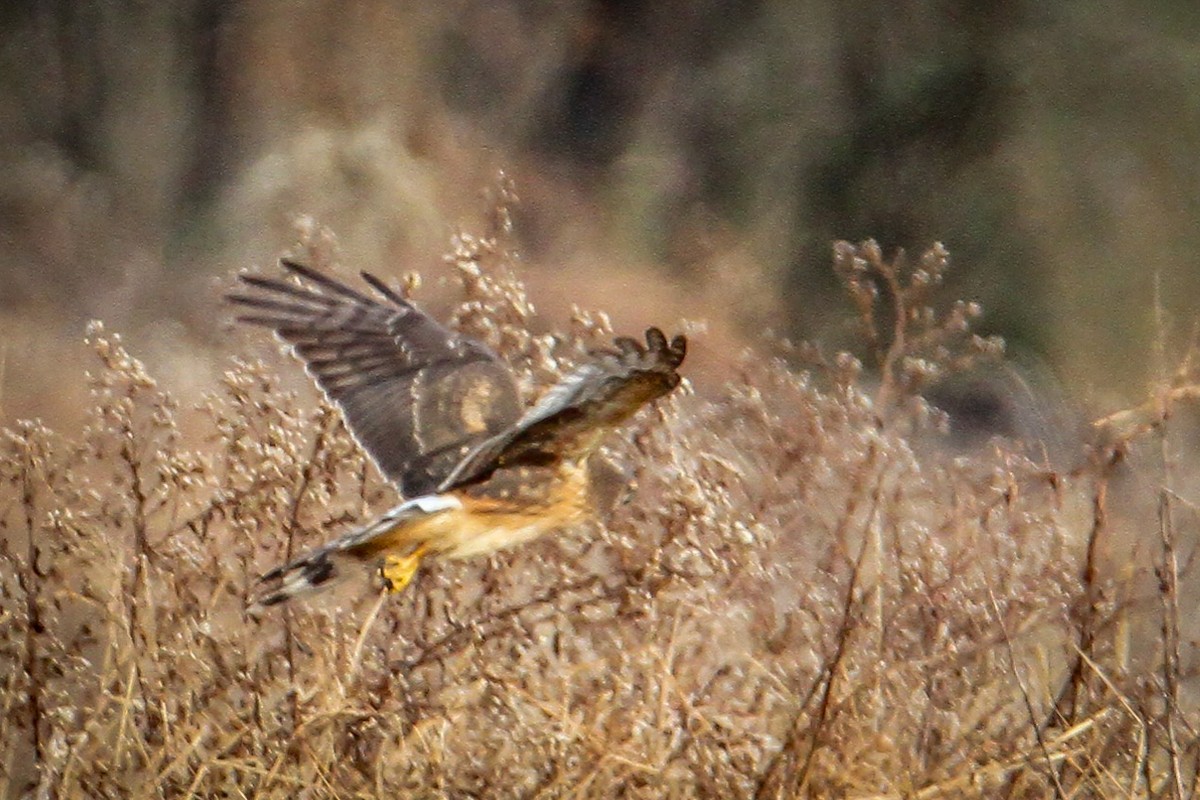 Лунь американський - ML646656187