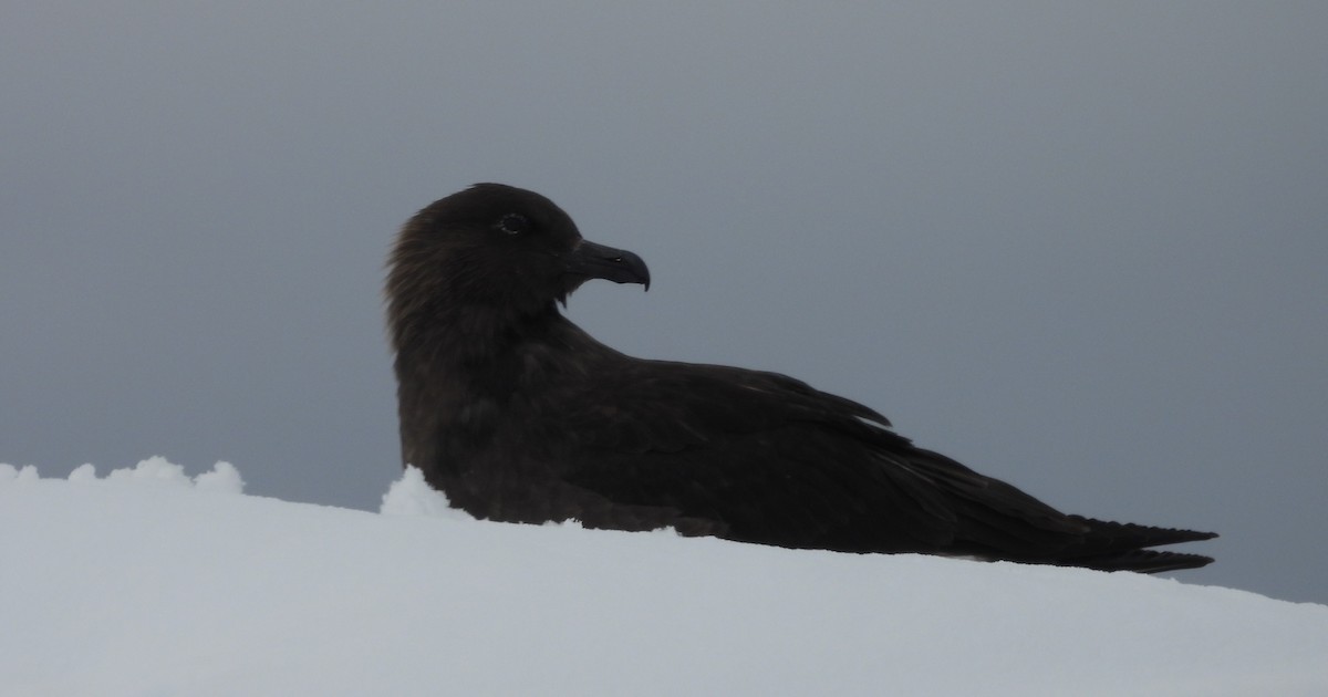 South Polar Skua - ML646656188