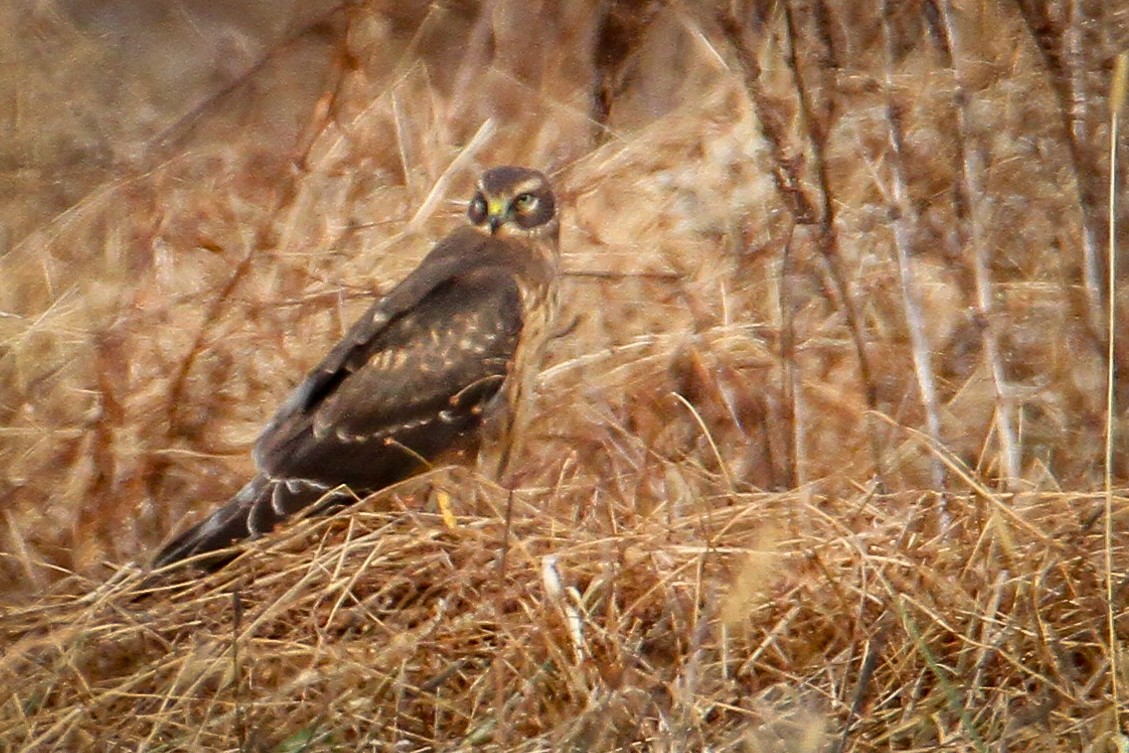Лунь американський - ML646656191
