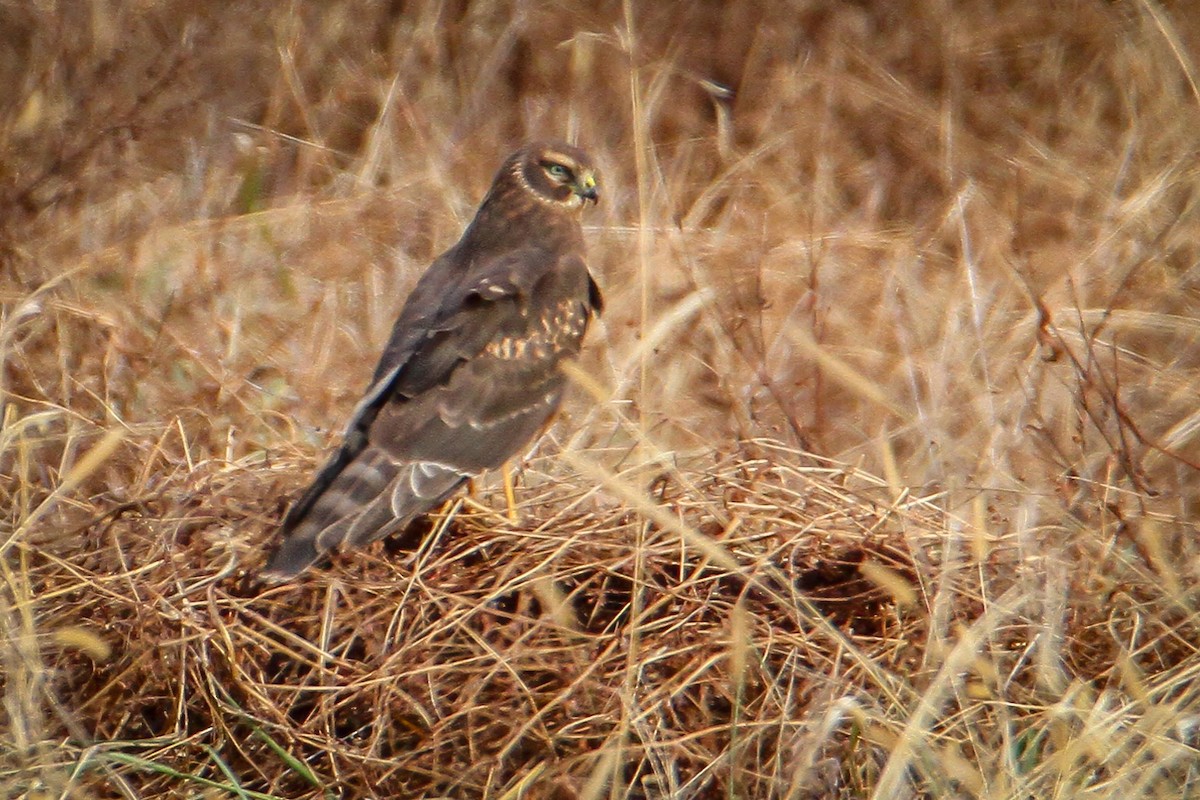 Лунь американський - ML646656193