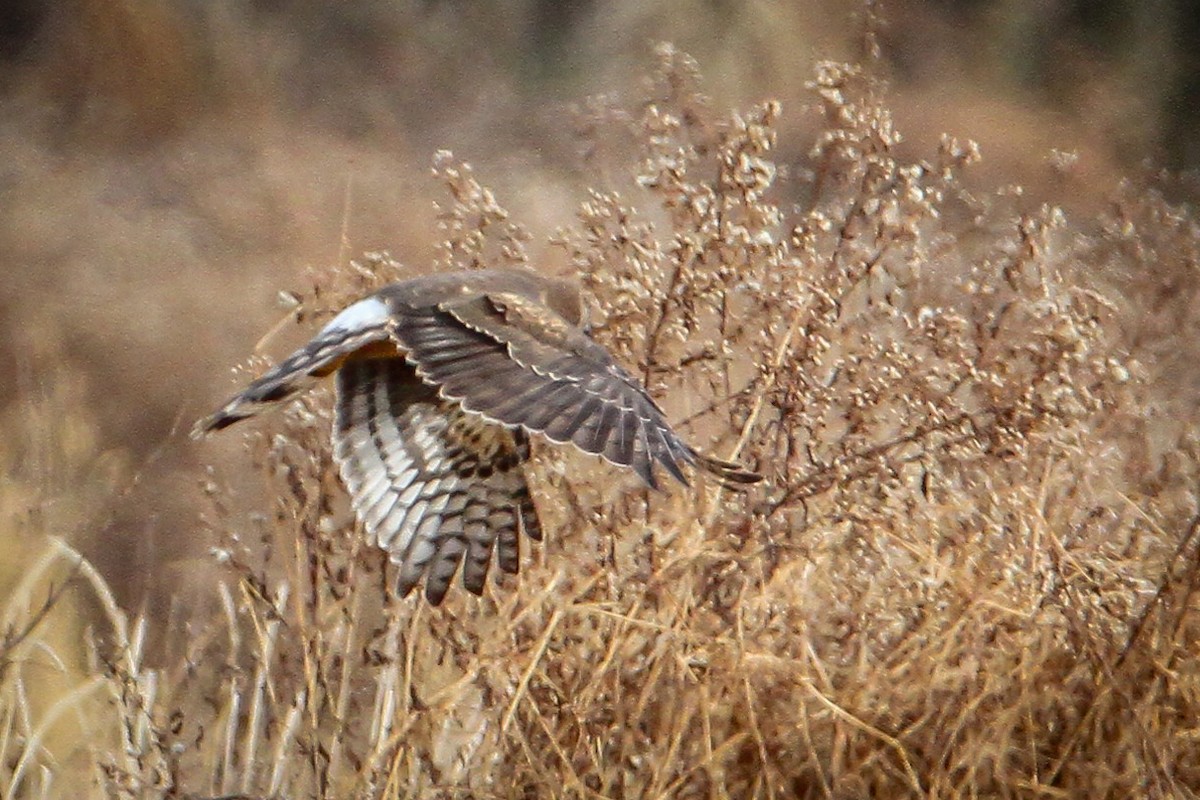 Лунь американський - ML646656194