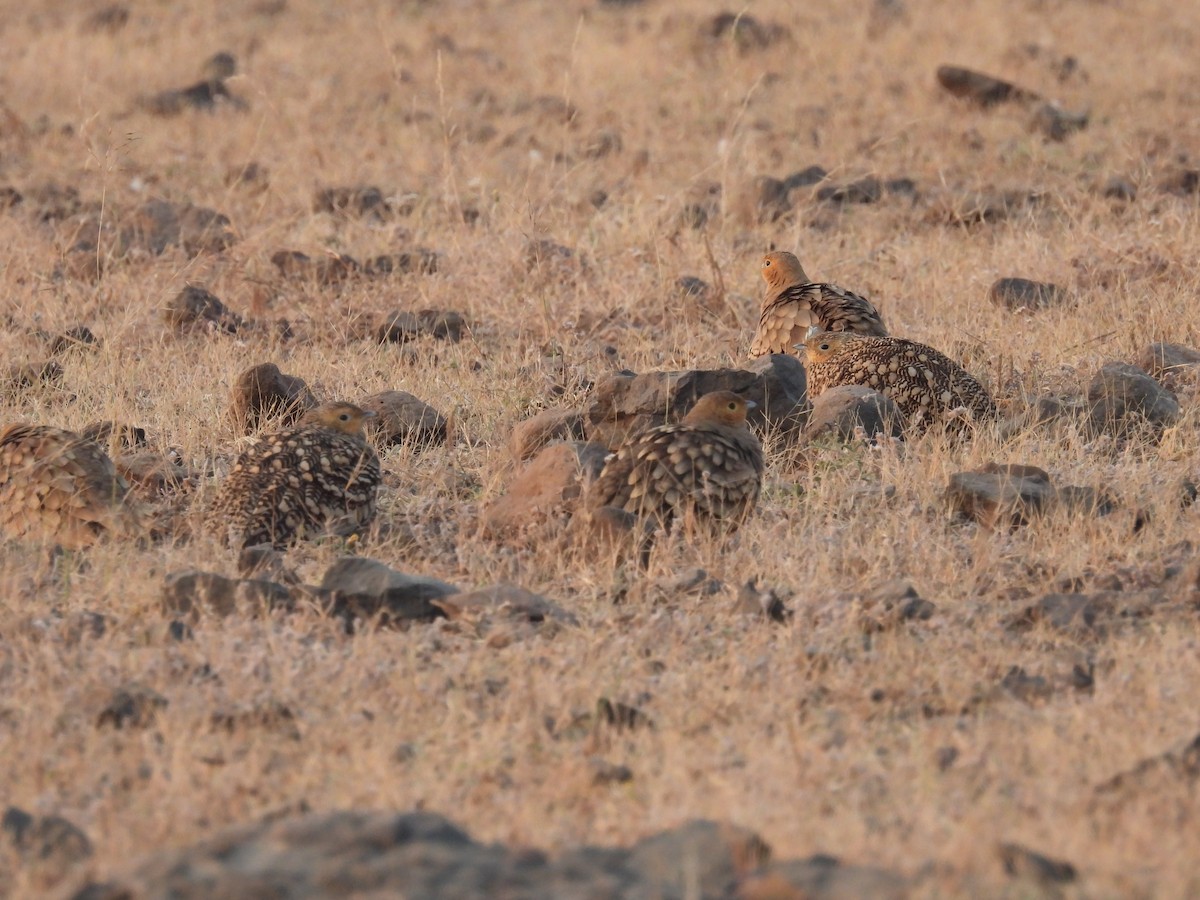 Ganga à ventre brun - ML646656195