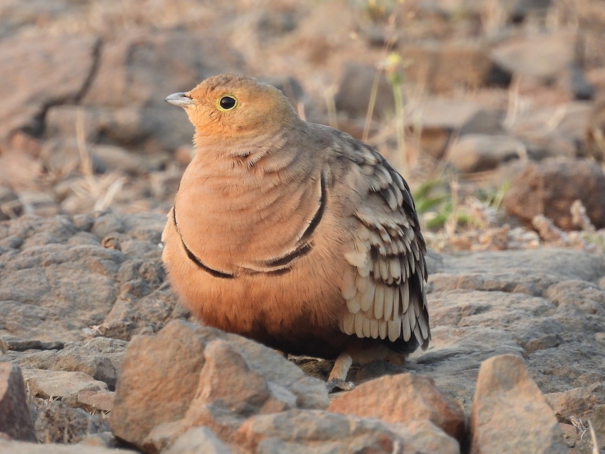 Ganga à ventre brun - ML646656197