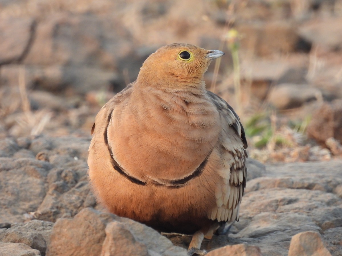 Ganga à ventre brun - ML646656199