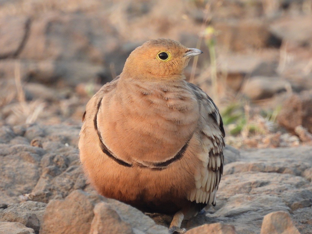 Ganga à ventre brun - ML646656203