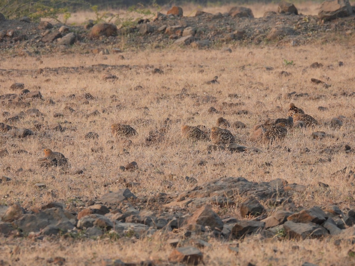 Ganga à ventre brun - ML646656205