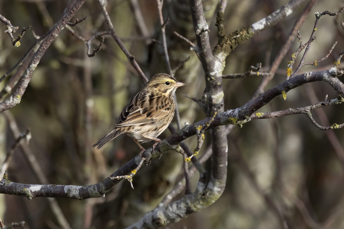 musespurv - ML646656207