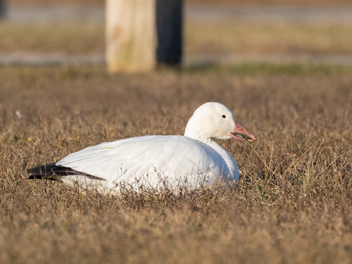 Oie des neiges - ML646656209