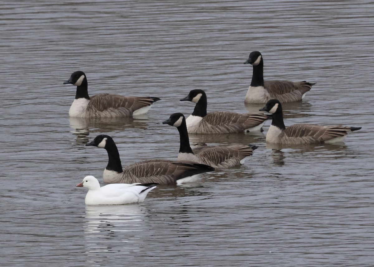 Ánsar de Ross - ML646656217